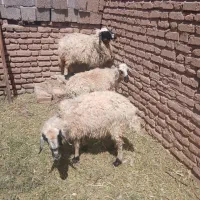 دام|حیوانات مزرعه|چترود, |دیوار