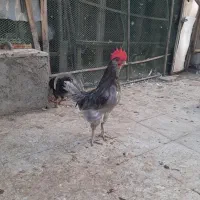 خروس گلین یکدست طوسی