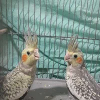 عروس هلندی  وطوطی برزیلی مولد