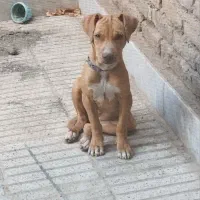 حیوان|سگ|سبزوار, امیر کبیر|دیوار