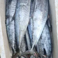 ماهی و میگو صید روز|ماهی|فیروزآباد (فارس), |دیوار