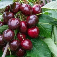 تولید نهال گیلاس پایه کوتاه گزیلا|خدمات باغبانی و درختکاری|دیلمان, |دیوار