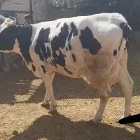 گاو شیری سیمتال