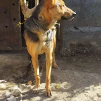 سگ ژرمن نگهبان|سگ|رباطکریم, شهرستانک|دیوار