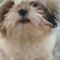 شیتزو یک سالع