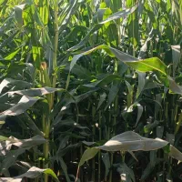 علوفه دانه دار|خدمات باغبانی و درختکاری|مرودشت, تخت جمشید|دیوار