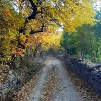 اجاره باغ کهمان