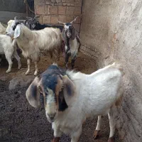 بز نر و ماده پاکستانی|حیوانات مزرعه|مزرعه کتول, |دیوار