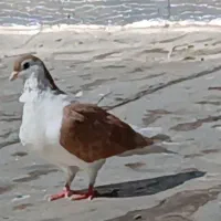 5 تا کفتر