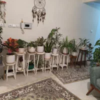 گلدان و پایه گدان|گل و گیاه طبیعی|لواسان, |دیوار