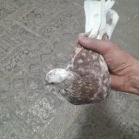 کبوتر پرشی|پرنده|صائین قلعه, |دیوار