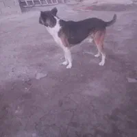 سگ سرابی نر|سگ|میاندوآب, |دیوار