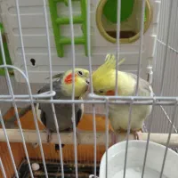 یه جفت عروس هلندی
