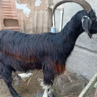 بز چاتمه و پاکستانی شیری