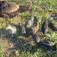 جوجه بوقلمون دوماهه نیمچه ( مرغ اوردک غاز)|حیوانات مزرعه|سنگر, |دیوار