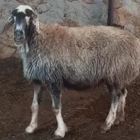 ۲راس سالار میش آبستن ترکی روزگاری