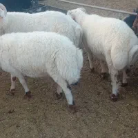 بره نر درجه یک اصل صادرات|حیوانات مزرعه|شیراز, حومه شیراز|دیوار