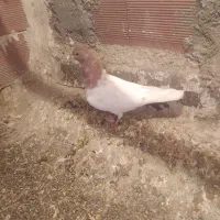 کلفه ماده|پرنده|اردبیل, |دیوار