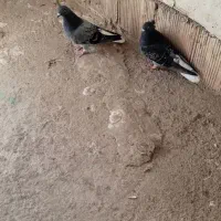 یک جفت کبوتر دم سفید نر  ماده|پرنده|سراب, |دیوار
