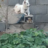 سگ پاکوتاه شتینزو پامر|سگ|چابهار, |دیوار