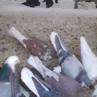 کبوتر