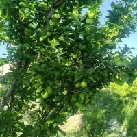 3000متر-باغ-سند-شش-دانگ-قابل-تفکیک-کردزار