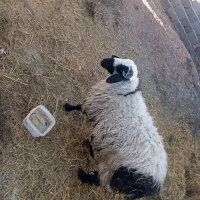 بره نر|حیوانات مزرعه|درمیان, |دیوار