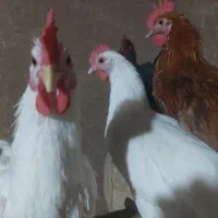 خروس محلی و جوان