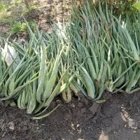 فروش گل آلوئه ورا اصلاح شده و برگ آلوئه ورا