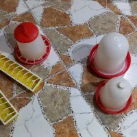 دان خوری وآب خوری مرغ