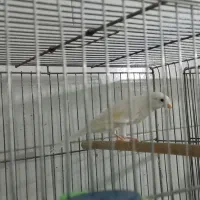 قناری نر و ماده