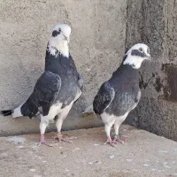 کبوتر پرشی