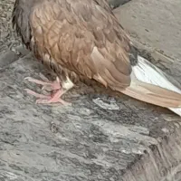 قهویی دمسفید ماده