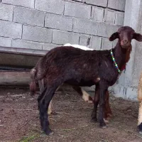 بره توقلی  کردستانی ماده داشتی وقربانی