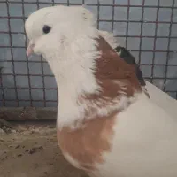 جفت نقابی جوان