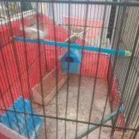 ۴ عدد فنج|پرنده|قرچک, پویینک|دیوار