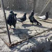 ۶تارنگه|پرنده|شیروان (خراسان), |دیوار