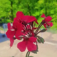 ویلا ماسوله جنگلی کنار رودخانه|اجارهٔ کوتاه‌مدت ویلا و باغ|ماسوله, |دیوار