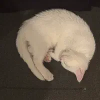 گربه بریتیش