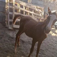 کره ۹ ماه|اسب و تجهیزات اسبسواری|بم, |دیوار