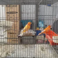 قناری|پرنده|الوند, |دیوار