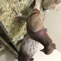 کفتر کاکلی پاچکمه