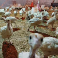 جوجه بوقلمون بیوتی6 فوق سنگین 43روزه ارسال رایگان