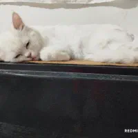 پرشین چشم آبی صورت عروسکی|گربه|سبزوار, جهاد کشاورزی|دیوار