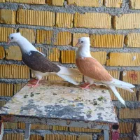 جفت جوجه دوکت دیدنی و درشت بی عیب کلکسیونی