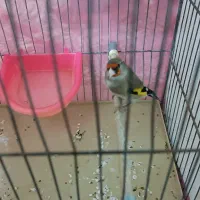 سهره کرمانی نر