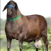 گوسفند زنده با قصاب حرفه ای