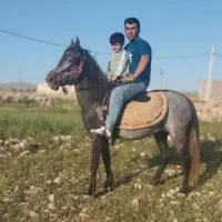 اسب،مادیان|اسب و تجهیزات اسب‌سواری|اهواز, زیتون کارمندی|دیوار