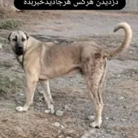 گمشده