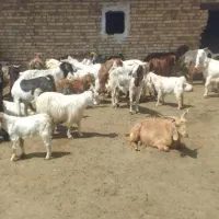 باسلام تعداد۵۰راس بزوبزغاله پاکستانی